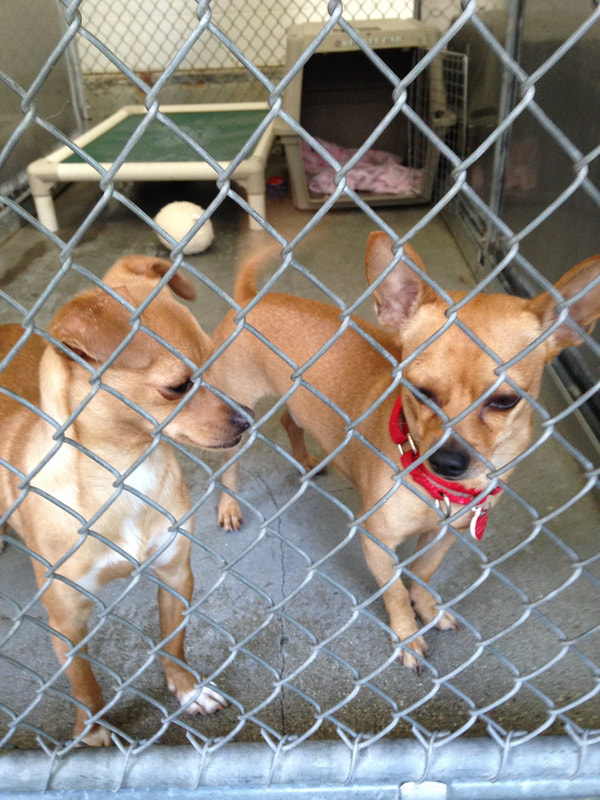 A picture of two Chihuahua brothers that I took care of while volunteering at my local shelter.