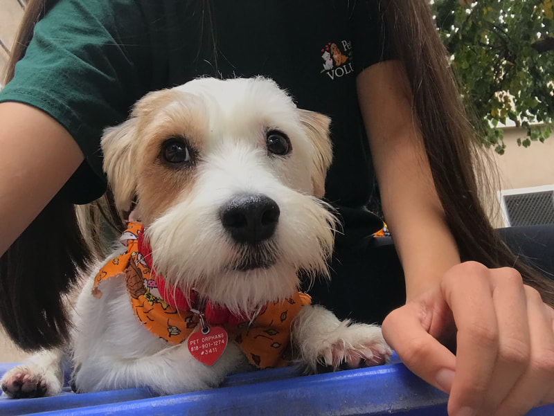 A sweet white colored Terrier mix that I took care of while volunteering.